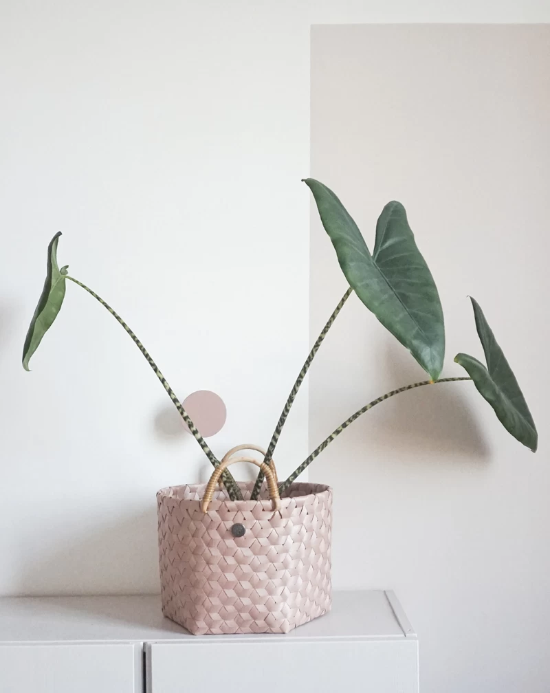 Dimensional Basket M 6 Dimensional Basket M - Image 4