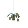 Kd Hanging Plant -Baby Products Sale Store thumb c2234d4b 4205 4325 b54f 0ec8be6f7599